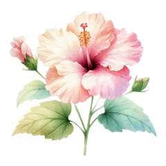 Hibiscus Flower 