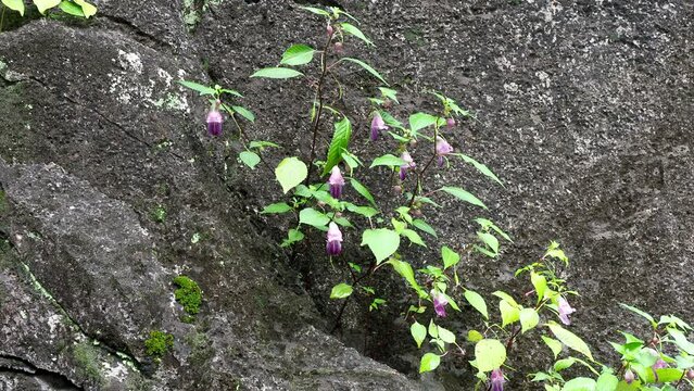 Rare Parrot flower a similar shape of parrot hanging on stem in deep forest