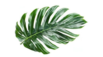 Obraz premium Beautiful lush tropical leaf isolated on white