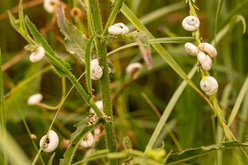 Mediterranean heath snails (Cernuella virgata), also known as sand heath snails on plants. Due to...