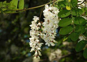 Robinia falseacacia flowers
