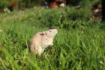 Obraz premium Light brown rat with red eyes standing on hind legs in green grass. Rat looking up.