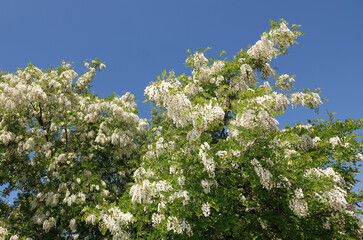 Robinia falseacacia flowers