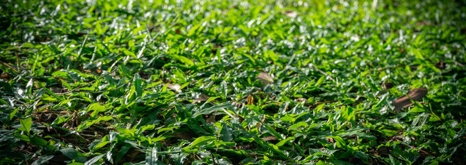 Close up of green lawn on a sunny day.