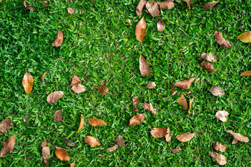 Fallen autumn leaves on green grass with copy space, top view.