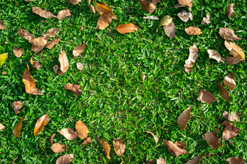 Fallen autumn leaves on green grass with copy space, top view.
