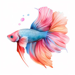 Fototapeta premium A vibrant, colorful betta fish with flowing fins, isolated on a white background.