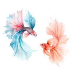Obraz premium Two vibrant betta fish with flowing fins, one blue and pink, the other peach, isolated on a white background.