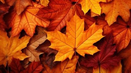 Fototapeta premium Vibrant autumn leaves creating a stunning background.