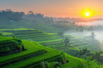 A serene sunrise over the rice terraces of Bali, with layers of lush green paddies cascading down the hillsides. The morning mist adds an ethereal quality to the tranquil landscape.