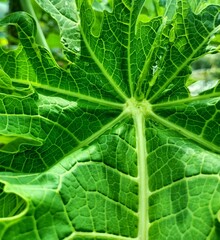 close-up photo of the texture of papaya leaves