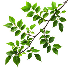 Green leaves of a plant on a transparent background