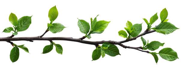 Obraz premium Green leaves of a plant on a branch isolated on a transparent background.