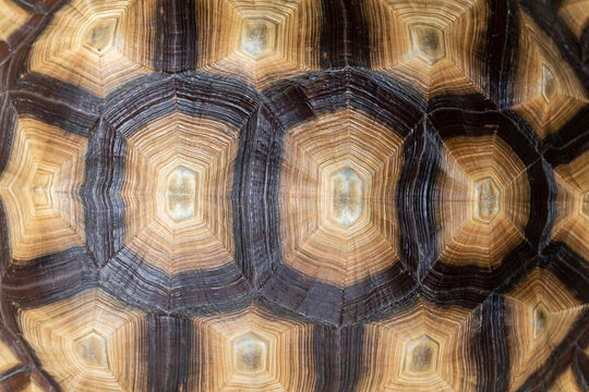 Close up of beautiful sulcata tortoise shell top view.