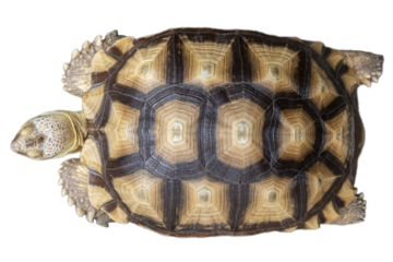 Close up of beautiful sulcata tortoise shell top view.