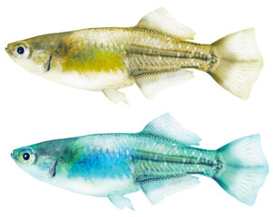 日本産ヒカリ体型メダカ、雄魚体（金色ノーマルとオーロラ・ターコイズ色調の2点・リアルレタッチ切り抜きイラスト）