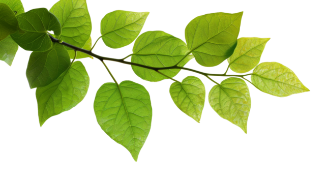 Green leaves of a plant on a transparent background.
