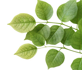 Fototapeta premium Green leaves of a plant with a visible structure of veins, illuminated by bright light on a black background.