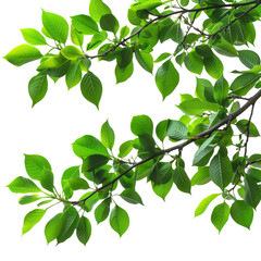 Green leaves of a tree on a transparent background