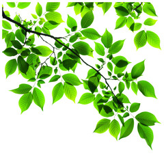 Green leaves of a tree branch isolated on transparent background.