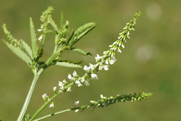 Melilotus albus, honey clover, white melilot, Bokhara clover, white sweetclover, sweet clover, family Fabaceae. Close up white flowers. Summer, June, Netherlands. 