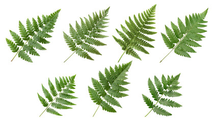 Set of green leaves of a plant isolated on a transparent background.