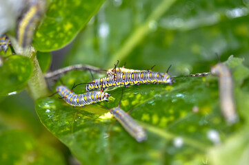 A Great Tree Nymph larva. Macro photo of a large beautiful caterpillar