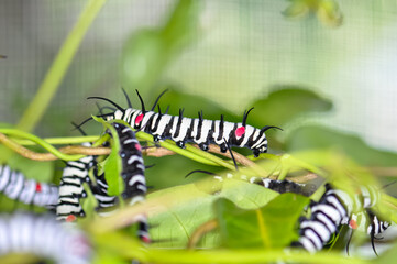 A Great Tree Nymph larva. Macro photo of a large beautiful caterpillar