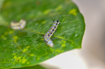 A Great Tree Nymph larva. Macro photo of a large beautiful caterpillar