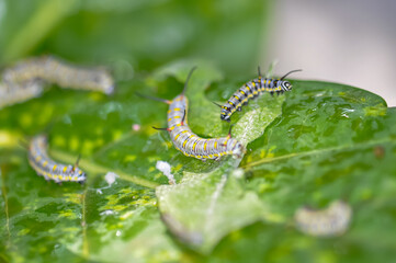 A Great Tree Nymph larva. Macro photo of a large beautiful caterpillar