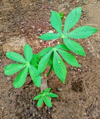 cassava trees in the garden that have only been planted for 2 months