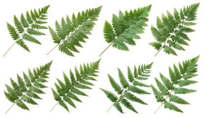 The image shows several species of ferns, which are nonflowering, herbaceous vascular plants.