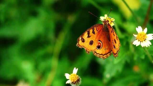 The Peacock Pansy ( Junonia almana ) butterfly seeking nectar on Spanish Needle flower in the field with natural green background, Pattern similar to the eyes on orange color wing of insect