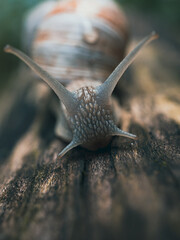 Roman burgundy snail (Helix Pomatia).