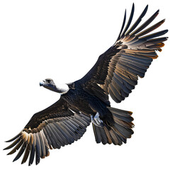 Naklejka premium Majestic condor soaring in the sky with outstretched wings isolated on transparency background, PNG cut out, showcasing its impressive wingspan and grace in flight.
