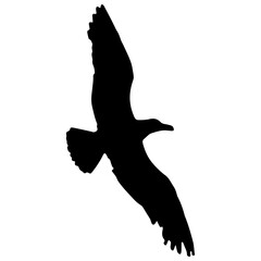 A silhouette of a soaring seagull