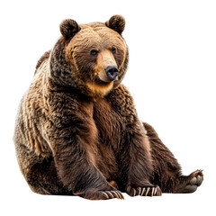 Obraz premium A large brown bear sitting comfortably on its hind legs against isolated on transparency background, PNG cut out. The bear has a relaxed and calm expression.
