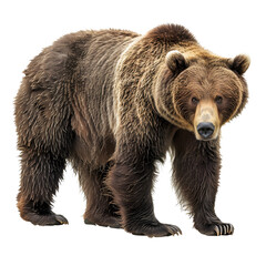 A majestic brown bear stands  isolated on transparency background, PNG cut out, showcasing its powerful build and thick fur coat, representing wilderness and nature.