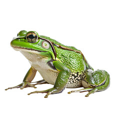 Obraz premium Close-up of a vibrant green frog isolated on transparency background, PNG cut out, showcasing detailed textures and colors. Perfect for nature and wildlife themes.