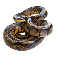 Obraz premium Close-up of a coiled ball python with distinctive yellow and brown patterns isolated on transparency background, PNG cut out, .