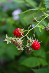 red ripe raspberries in a garden, botanical background