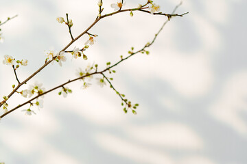 Blooming spring branches with flowers and its shadow on white background