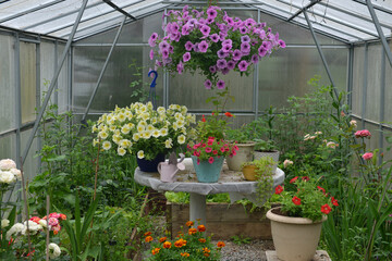 Still life with beautiful plants and flowers of petunia in green house or glasshouse. Spring and summer botanical garden background