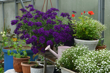 Still life with beautiful plants and flowers of verbena and gypsophilla in green house or glasshouse. Spring and summer botanical garden background