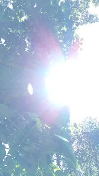 sun through beautiful tree leaves ,sun shine