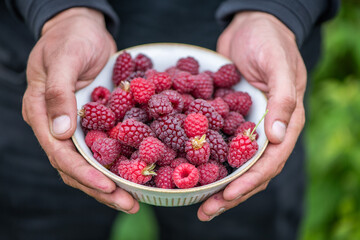 Gartenarbeit, Person pfl&uuml;ckt frische Himbeeren vom Strauch, frisches Obst aus dem Garten
