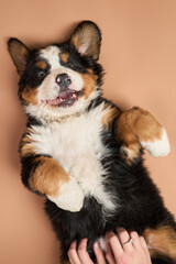 Studio shot of pedigreed puppy bernese mountain dog breed isolated on beige background.