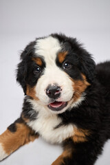 Studio shot of pedigreed puppy bernese mountain dog breed isolated on gray background.