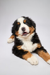 Studio shot of pedigreed puppy bernese mountain dog breed isolated on gray background.