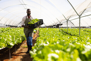 Farmer carrying crate of fresh lettuce in hydroponic greenhouse farm, copy space